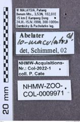 Etiketten zu Calais regalis (NHMW-ZOO-COL-0009971)